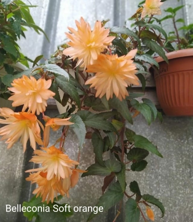 Бегония ампельная ( беллекония) Soft orange ( укоренённый черенок)