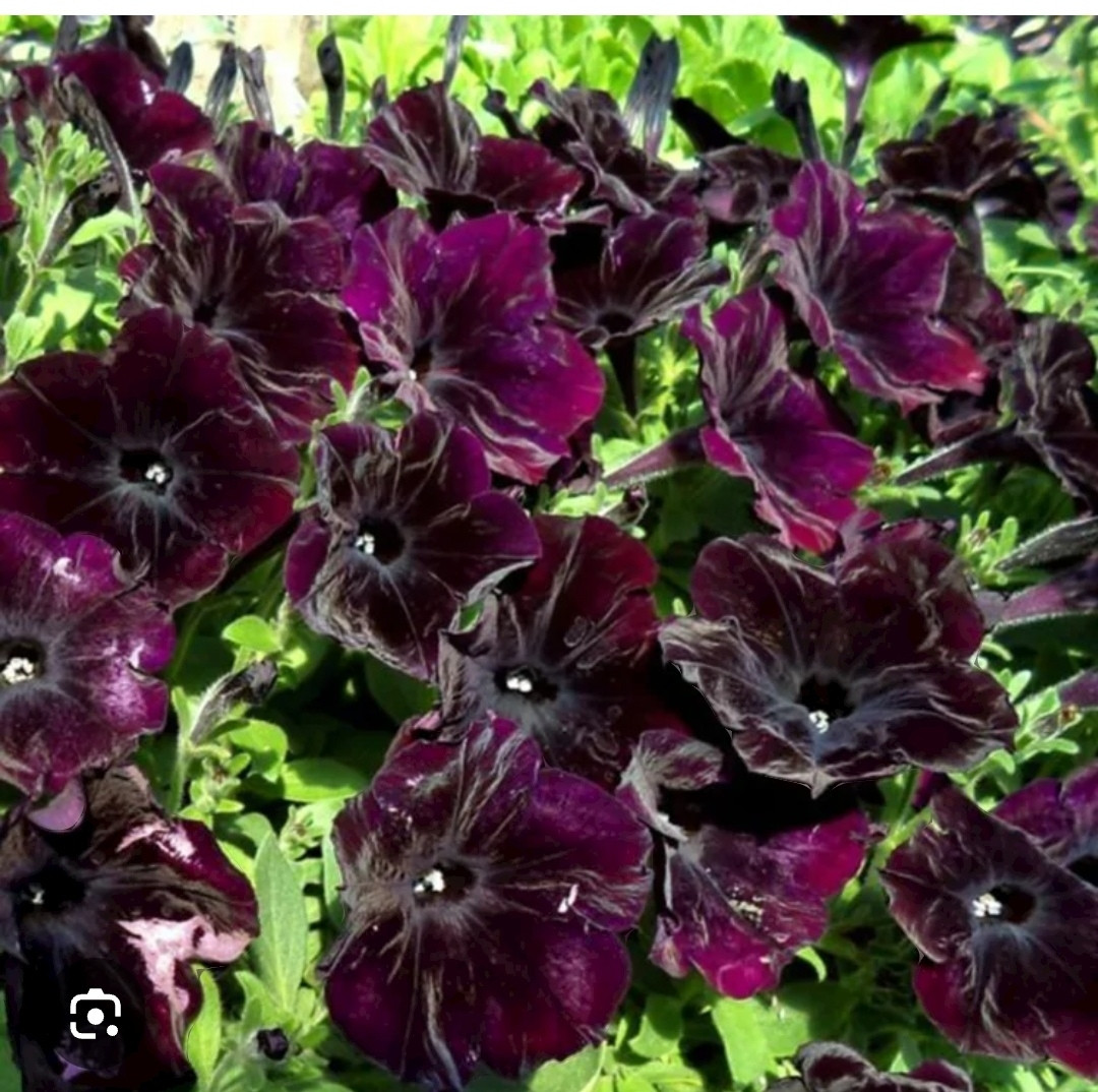 Петуния ампельная Black cherry (укоренённый черенок)