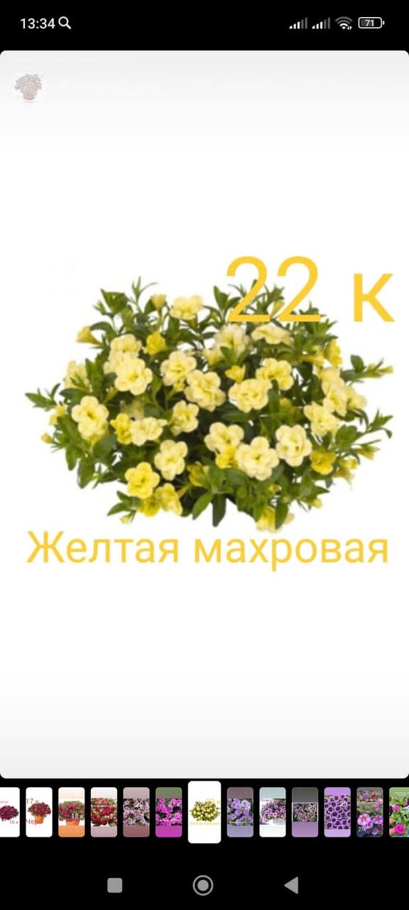 Калибрахоа жёлтая махровая (укорененные черенки)