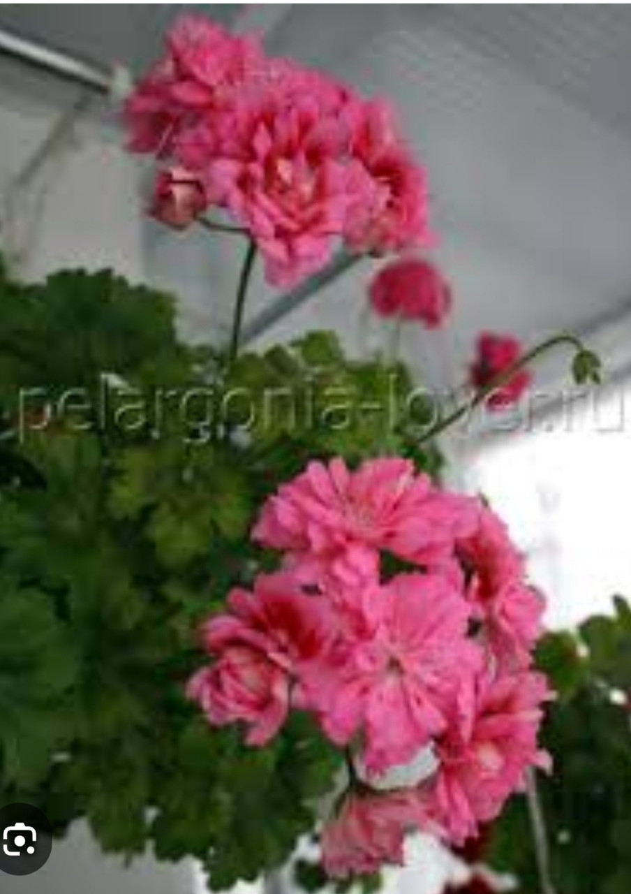 Пеларгония Unicorn Zonartic Rose (молодой взрослый куст), фото 1