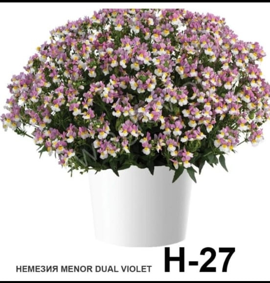 Немезия ампельная вегетативная Menor dual violet (подрощенный черенок)