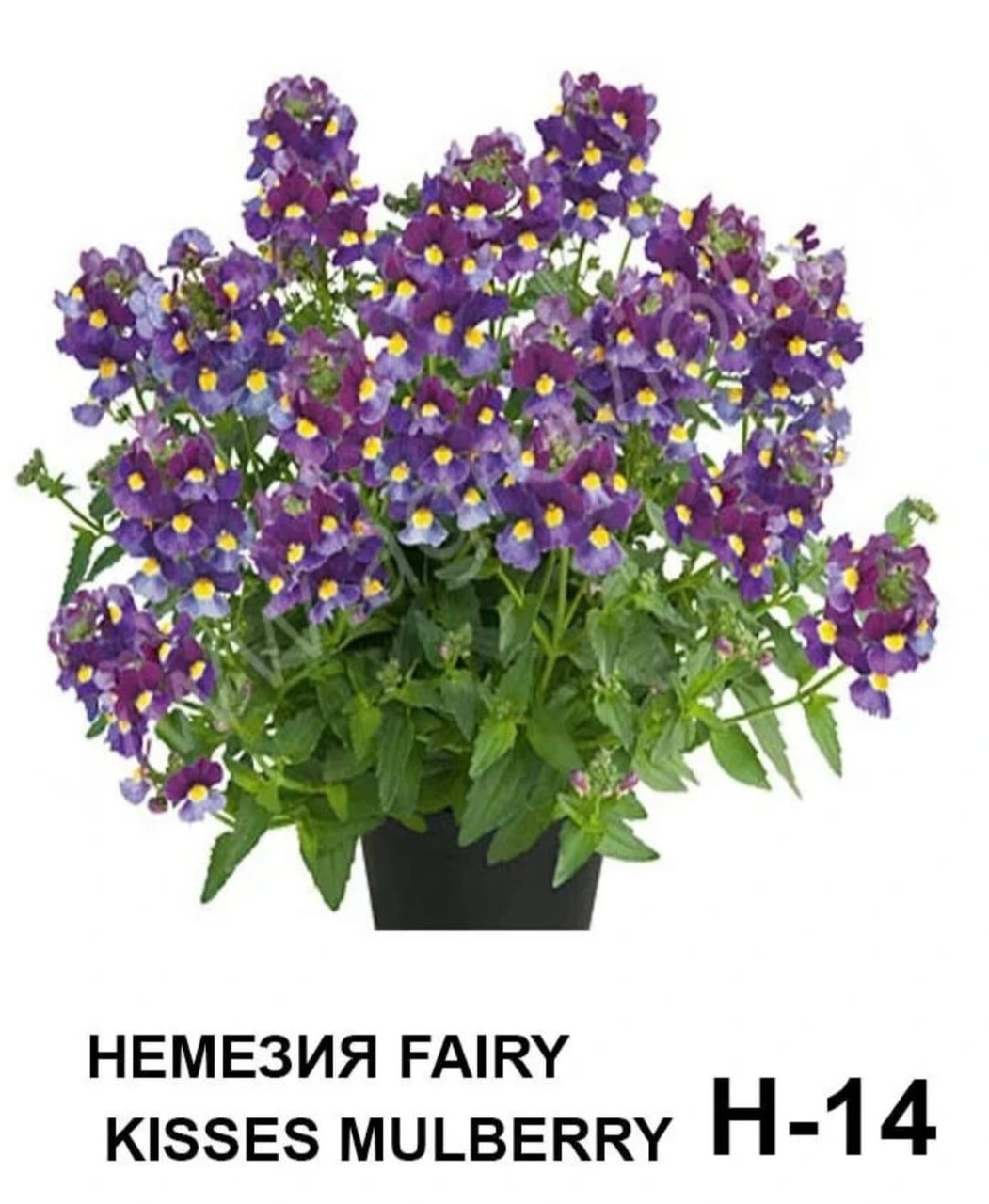 Немезия ампельная вегетативная Fairy Kisses Mulberry (подрощенный черенок)