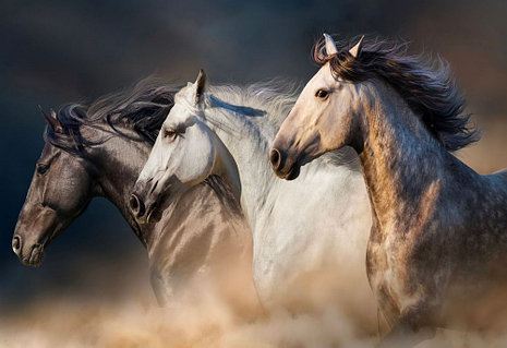 Жыныстық қатынасқа түсуге деген шексіз ықылас