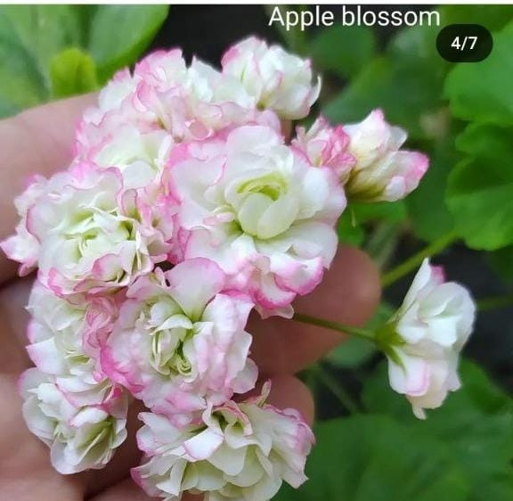 Пеларгония Appleblossum  (укоренённый черенок)