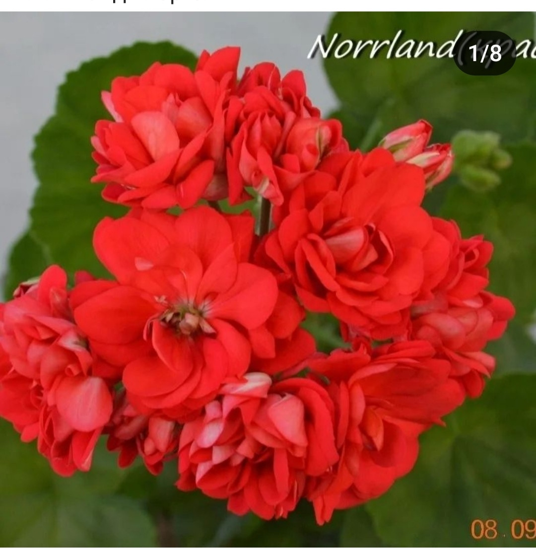 Пеларгония  Norrland red (укоренённый черенок), фото 1