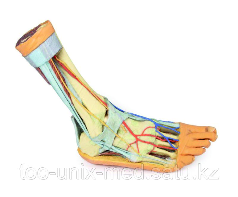 Трансвеститтер мен кроссестерлерге арналған танысу сайты