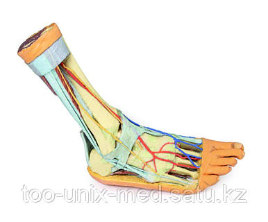 Аяқтарды соратын порно