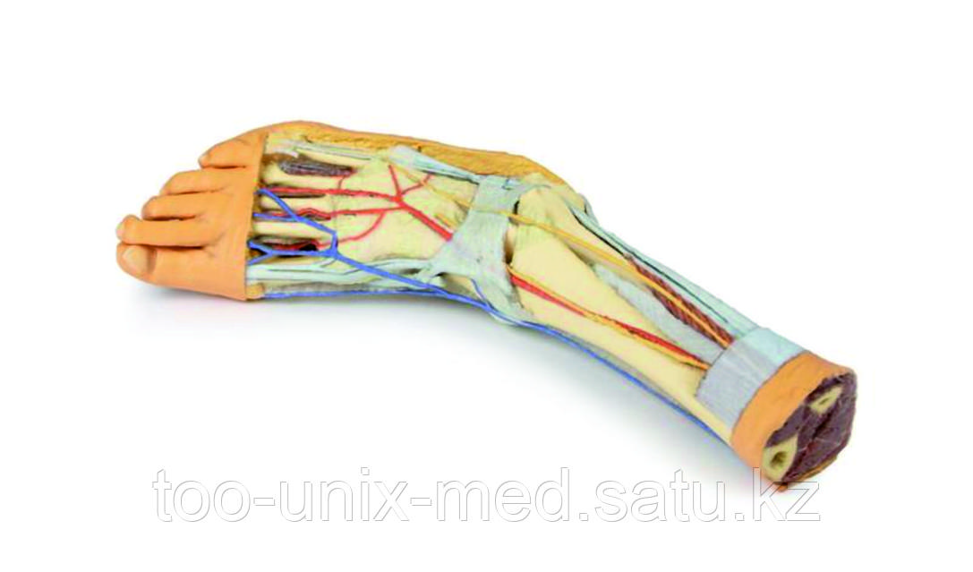 Өте үлкен жамбастары бар кәсіби жалаңаш фотосуреттер