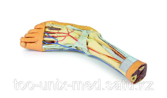 КСРО-ның жас минет қызы Марк Эшли порно