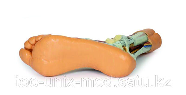 Порно модельдер көрсетеді