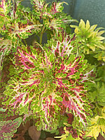 Колеус Дверь в лето/укорененный черенок