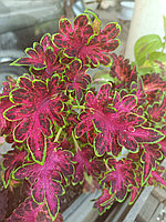 Колеус Малиновка/растение в горшке