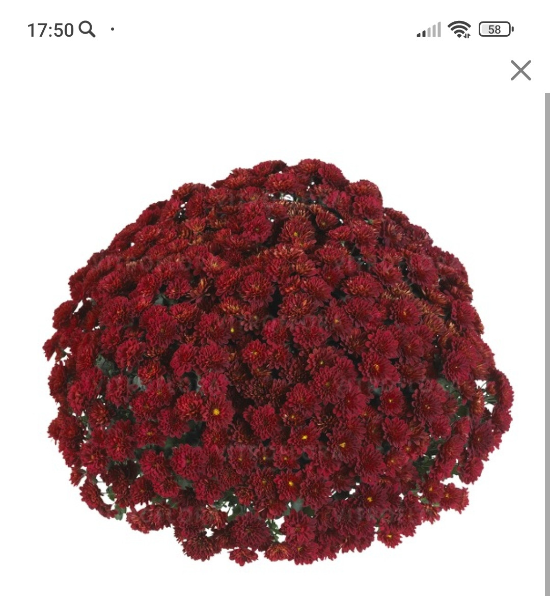 Хризантема -мультифлора  Volley red (укоренённый черенок), фото 1