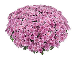 Хризантема -мультифлора Homerun pink (розовая) (подрощенный куст) ранняя
