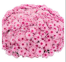 Хризантема -мультифлора Lively pink bicolor (розовая) (укоренённый черенок)