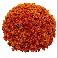 Хризантема -мультифлора Goal orange ранняя ( укоренённый черенок)