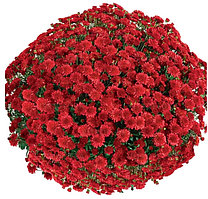 Хризантема -мультифлора красная Seaside red (подрощенный куст) ранняя