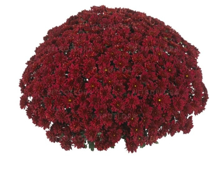 Хризантема -мультифлора  Cheer red  (подрощенный куст) ранняя, фото 1