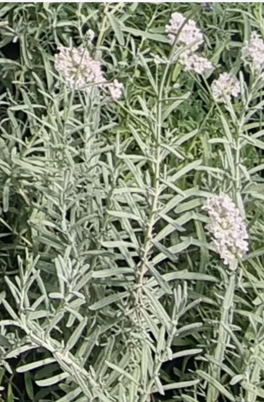 Лаванда Ангустифолия белая Elegance White, фото 1