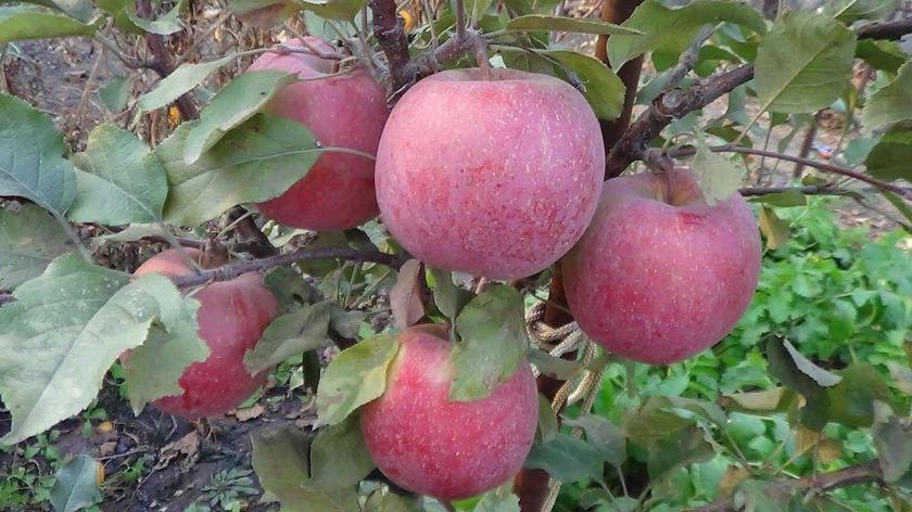 Саженцы яблони "Фуджи кика" 2-ух, ОКС, фото 1