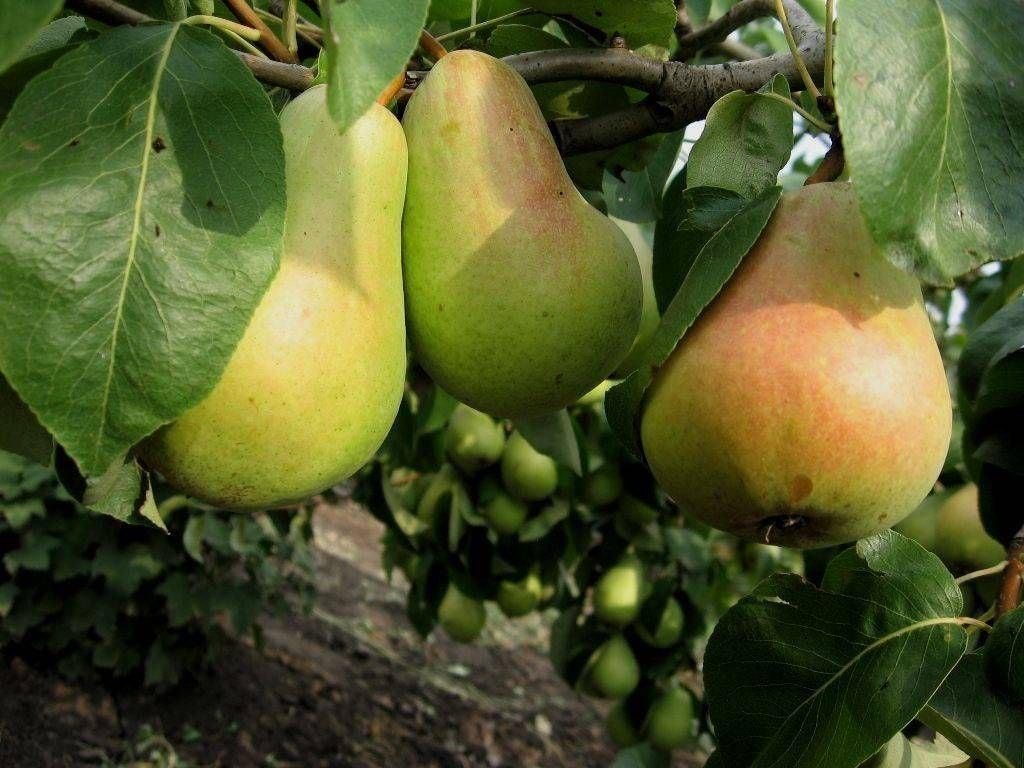 Саженцы груши "Вильямс летний" 2-ух летки, ОКС