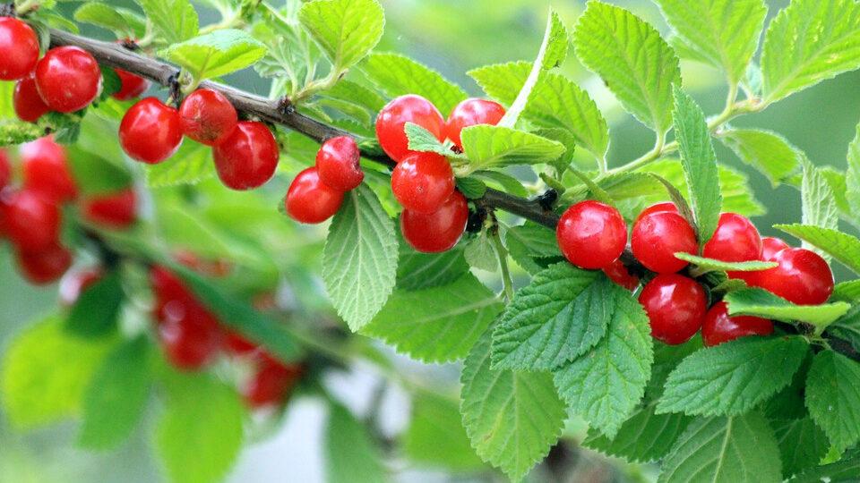 Саженцы Вишни войлочной 2-ух летки, ОКС