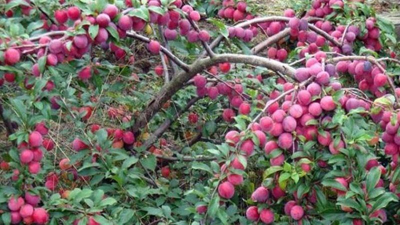 Саженцы алычи "Комета" 2-ух летки, ОКС, фото 1