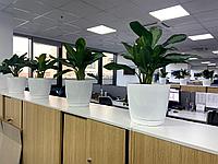 Озеленение офисов, ресторанов и кафе живыми комнатными растениями. Живые растения