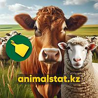 Бирки для животных КРС МРС идентификация ушные радиочастотные двойные одинарные срочная доставка AnimalStat