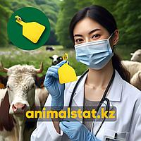 Бирки для коров КРС идентификация ушные радиочастотные двойные одинарные срочная доставка AnimalStat