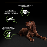 Pro Plan Puppy Large Athletic, Про План корм для щенков крупных пород с курицей, уп. 12кг., фото 5