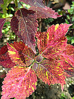 Колеус спорт от Бастинды/укорененный черенок