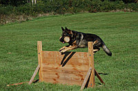 Дрессировка собак, L= 770-3000 мм, B= 590-790 мм, Наименование: вольеры для собак; клетка