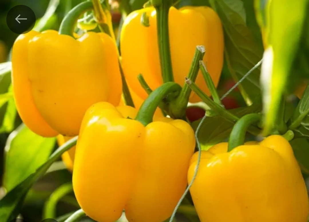 Перец сладкий кубовидный Турбин F1( 10 шт), фото 1