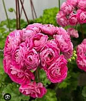 Пеларгония Ириол Сударыня Зоя/ укорененный черенок