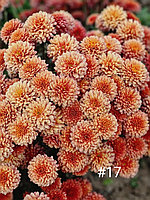 Хризантема -мультифлора ярко оранжевая ( укоренённый черенок )
