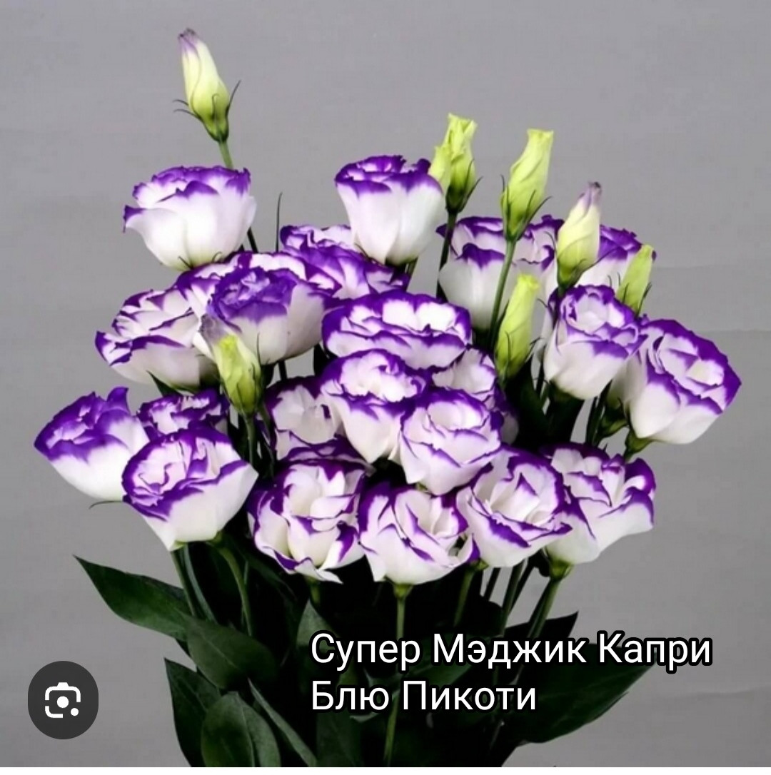 Эустома Супер Мэджик Капри Блю Пикоти ( 5 шт)