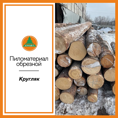 Мүше 20 сантиметр