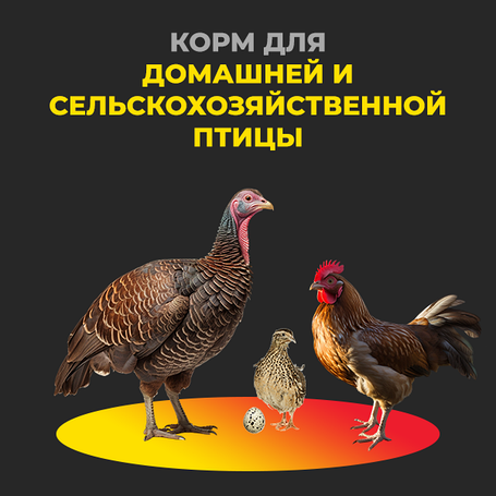 Корм для птиц
