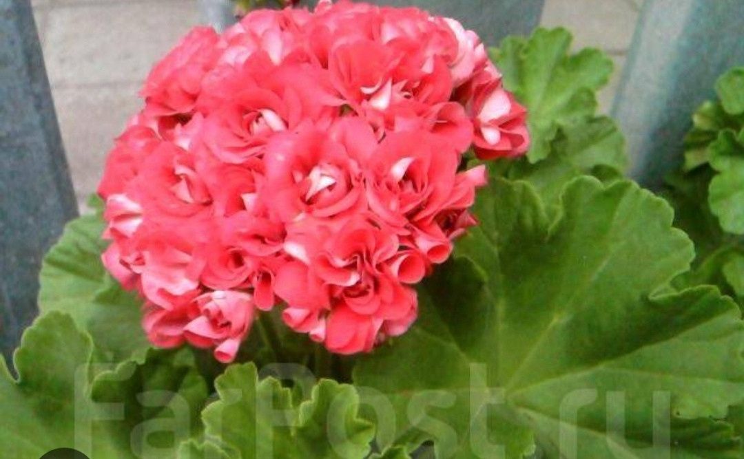 Пеларгония Rosebud Supreme (укоренённый черенок)