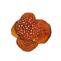 Шляпки красного мухомора 50 гр