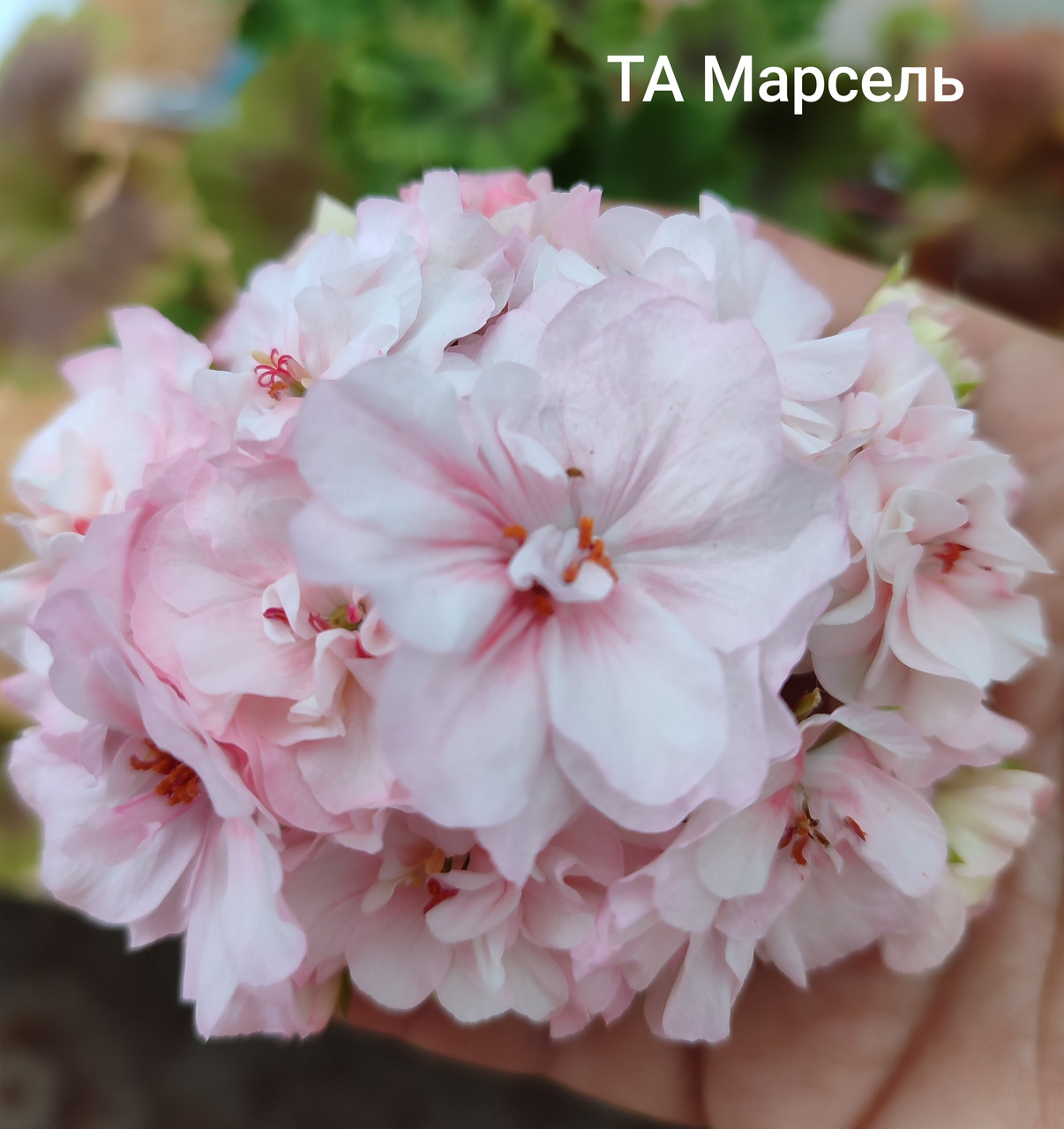 Пеларгония ТА Марсель  (укоренённый черенок)
