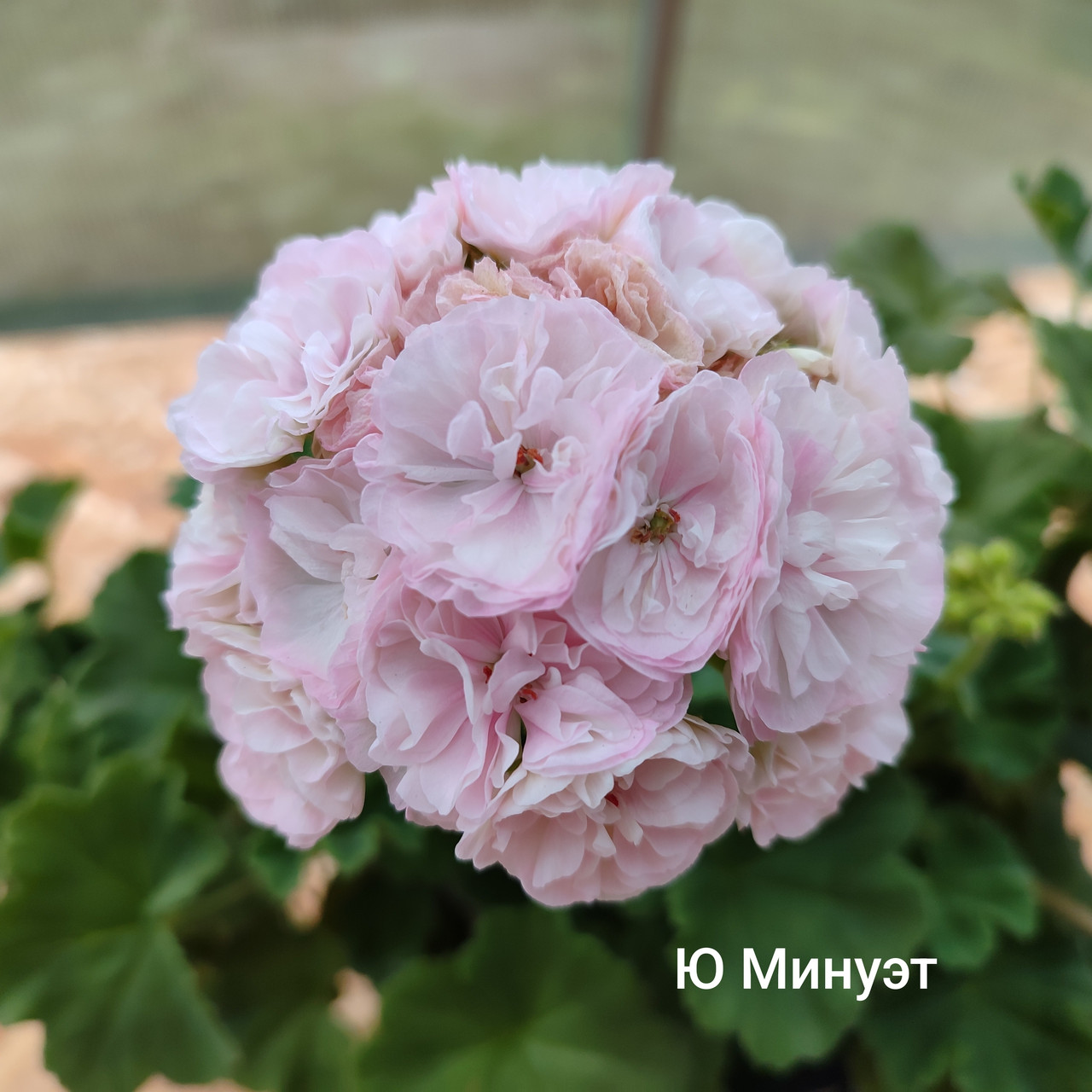 Пеларгония Ю Минуэт (укоренённый черенок)
