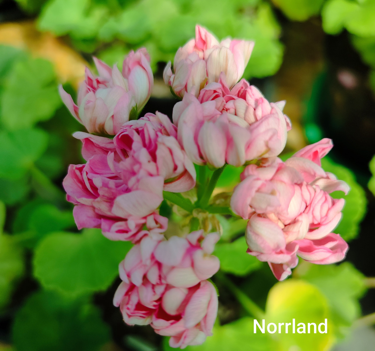 Пеларгония Norrland (укоренённый черенок)
