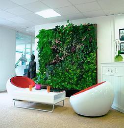 Как ухаживать за фитостеной из живых растений