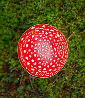 Шляпки красного мухомора 10 гр