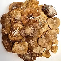 Шляпки пантерного мухомора 20 гр