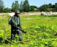 Уничтожение многолетних сорняков