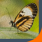 Печать на обоях, фото 4