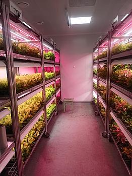 Стеллаж для роста растений Стеллар-ФИТО LINE Р4-Л